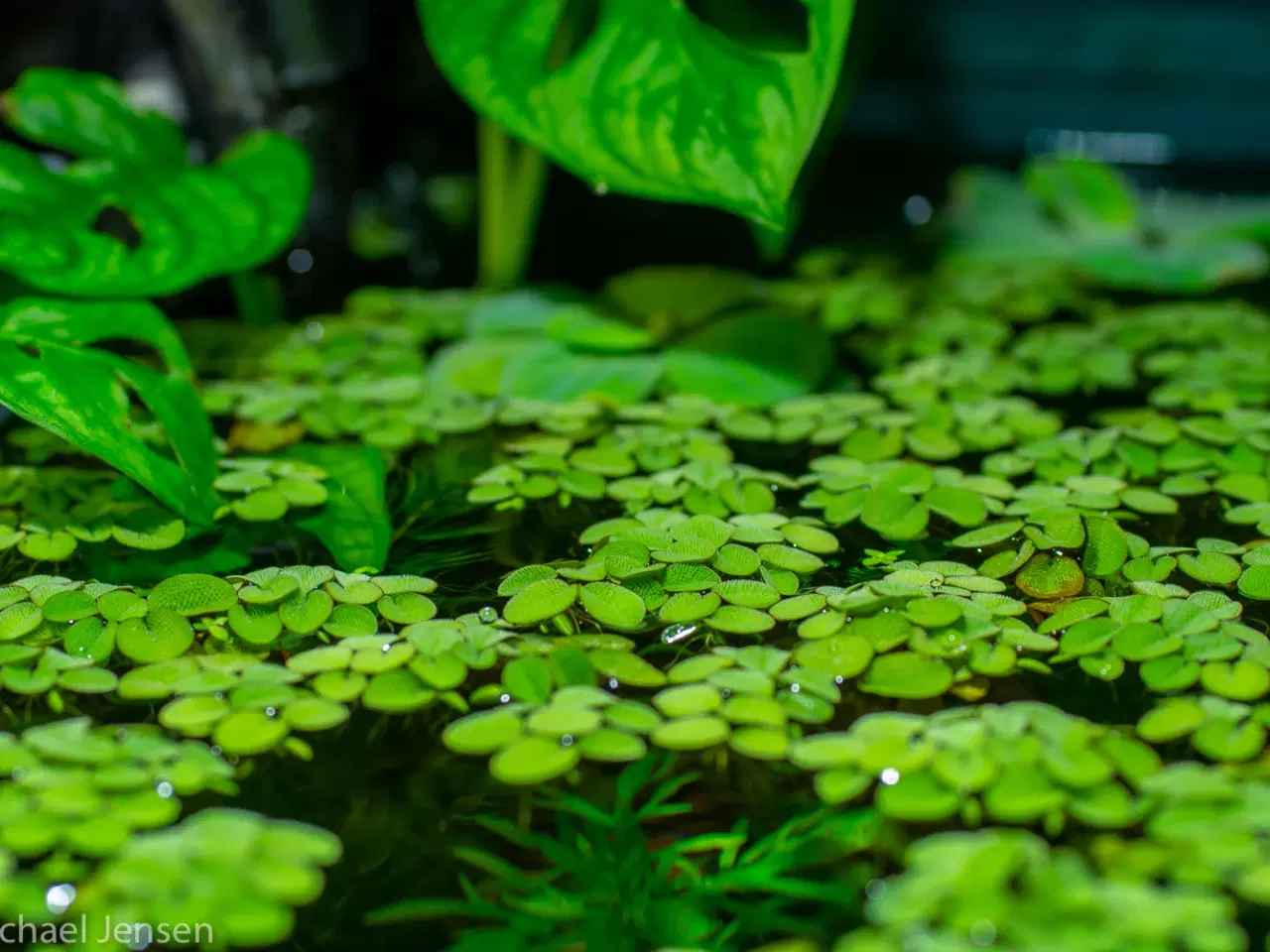 Billede 1 - Salvinia natans (akvarie-plante)