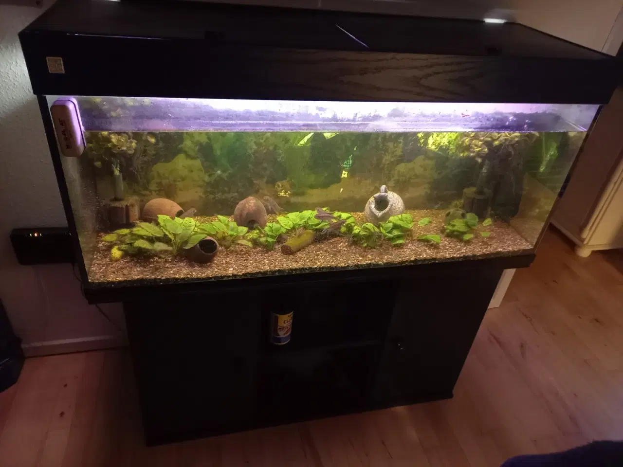 Billede 1 - Akvarium  med fisk og tilbehør 