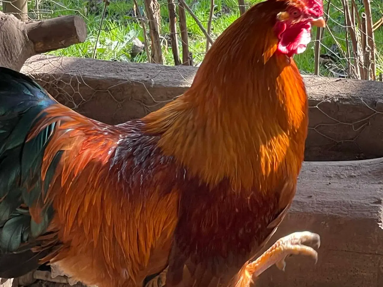 Billede 1 - Flot New Hampshire Hane