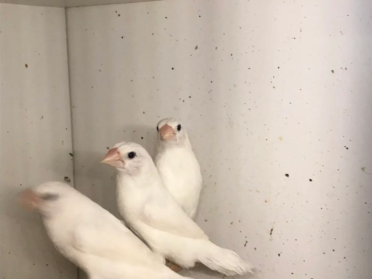 Billede 2 - udstillings mågefinker