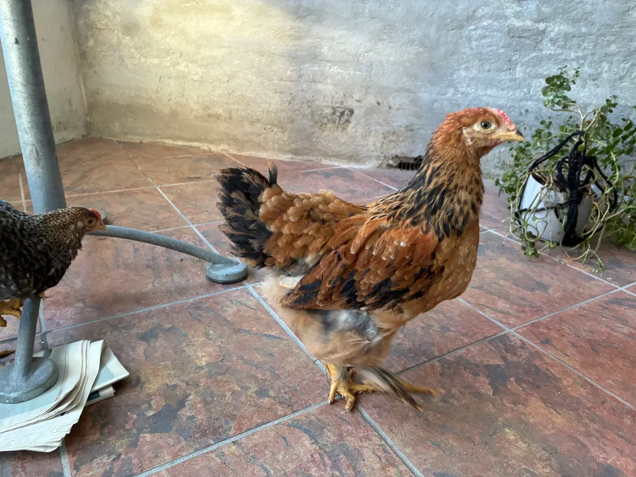 Billede 2 - 2 brahma haner søger nyt hjem 