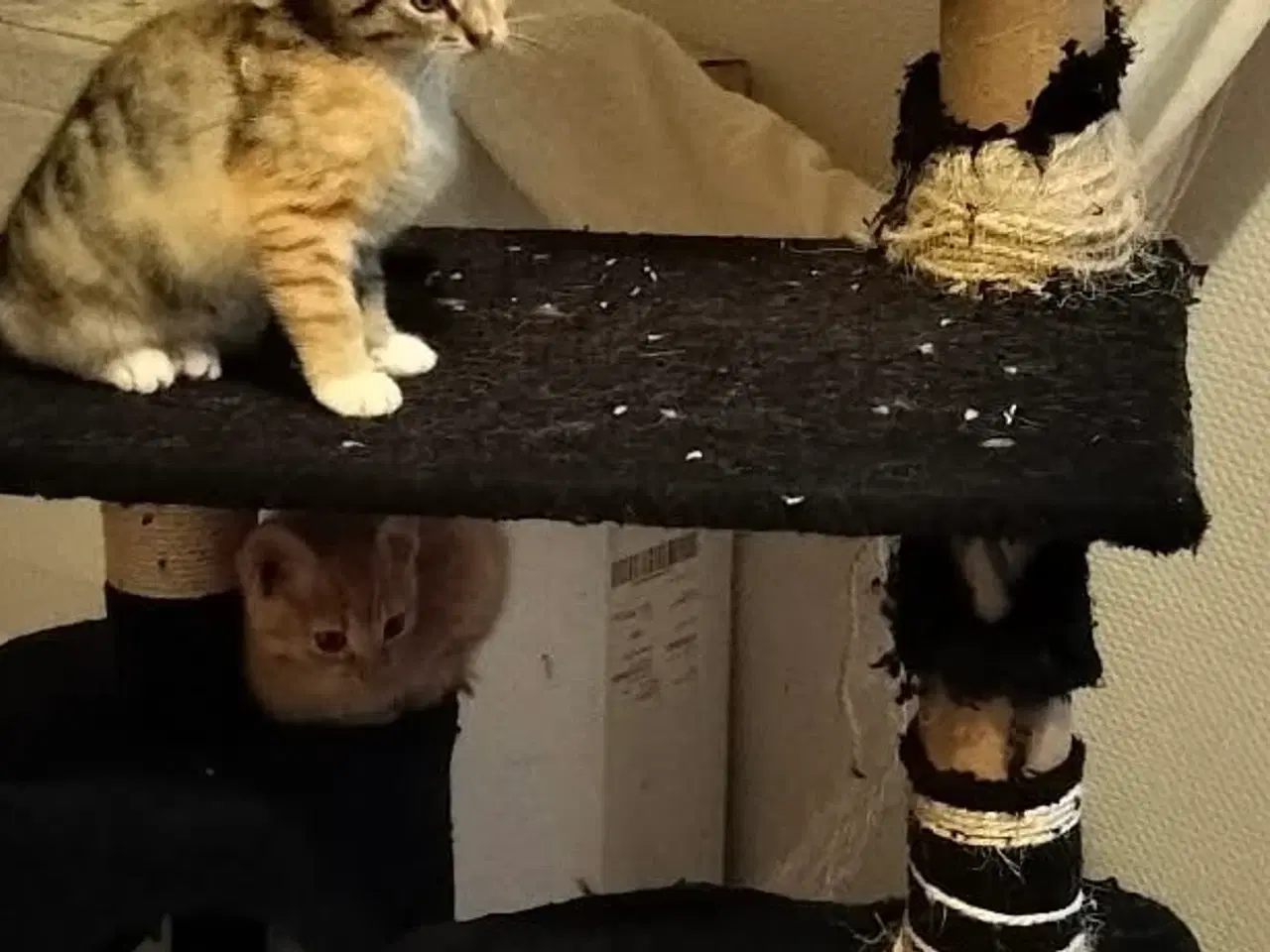 Billede 6 - Killinger