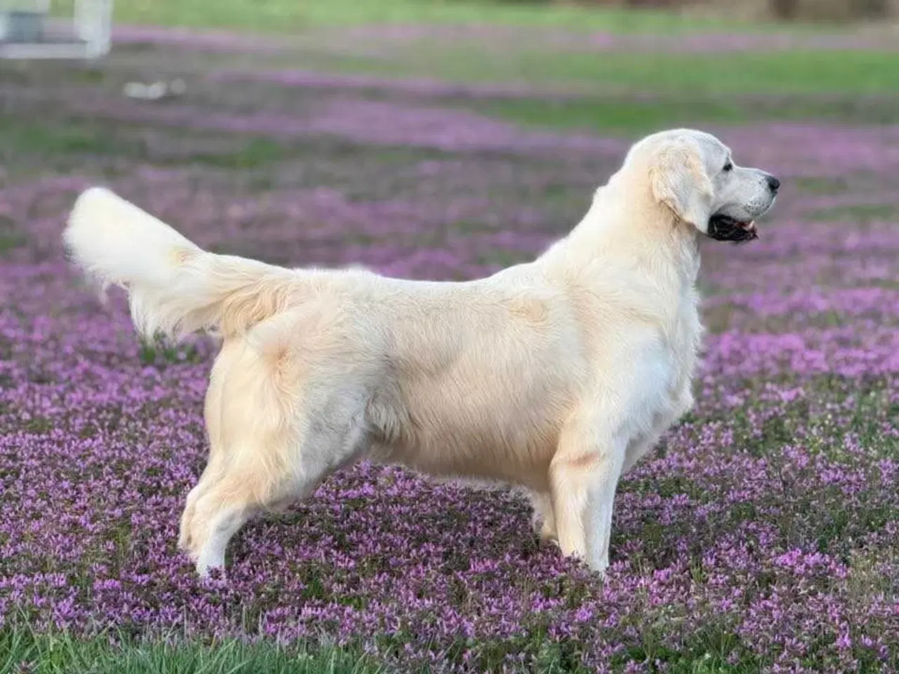 Billede 3 - Golden retriever hvalpe 