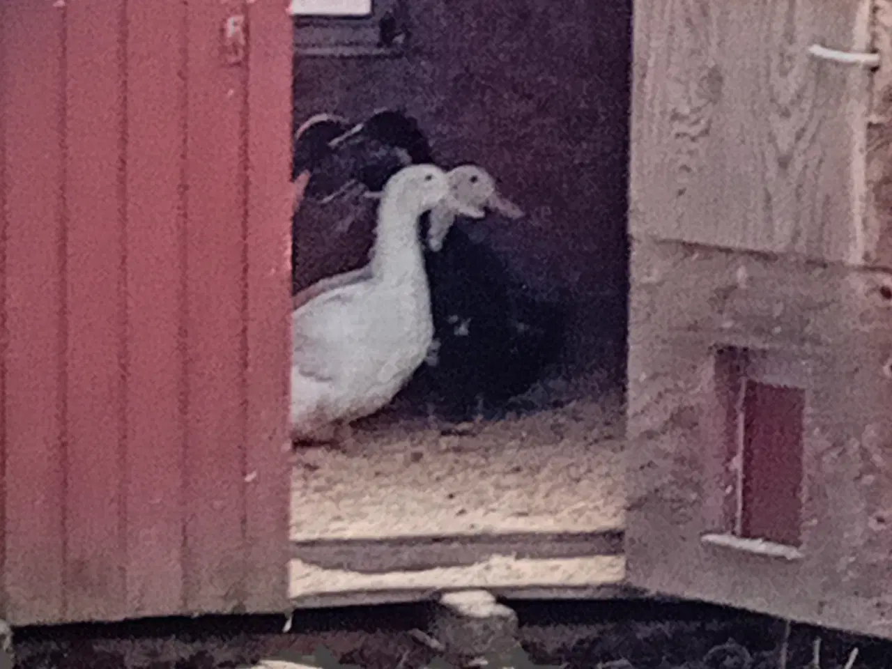 Billede 3 - Rugeæg fra løbe og dansk landænder