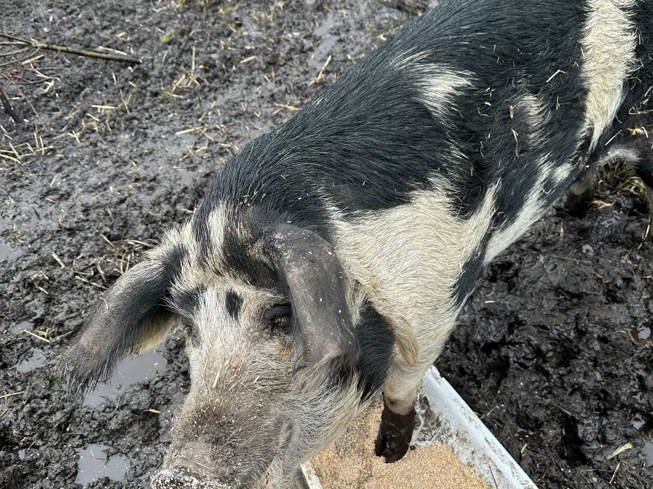 Billede 1 - Gl. Dansk landrace so sælges