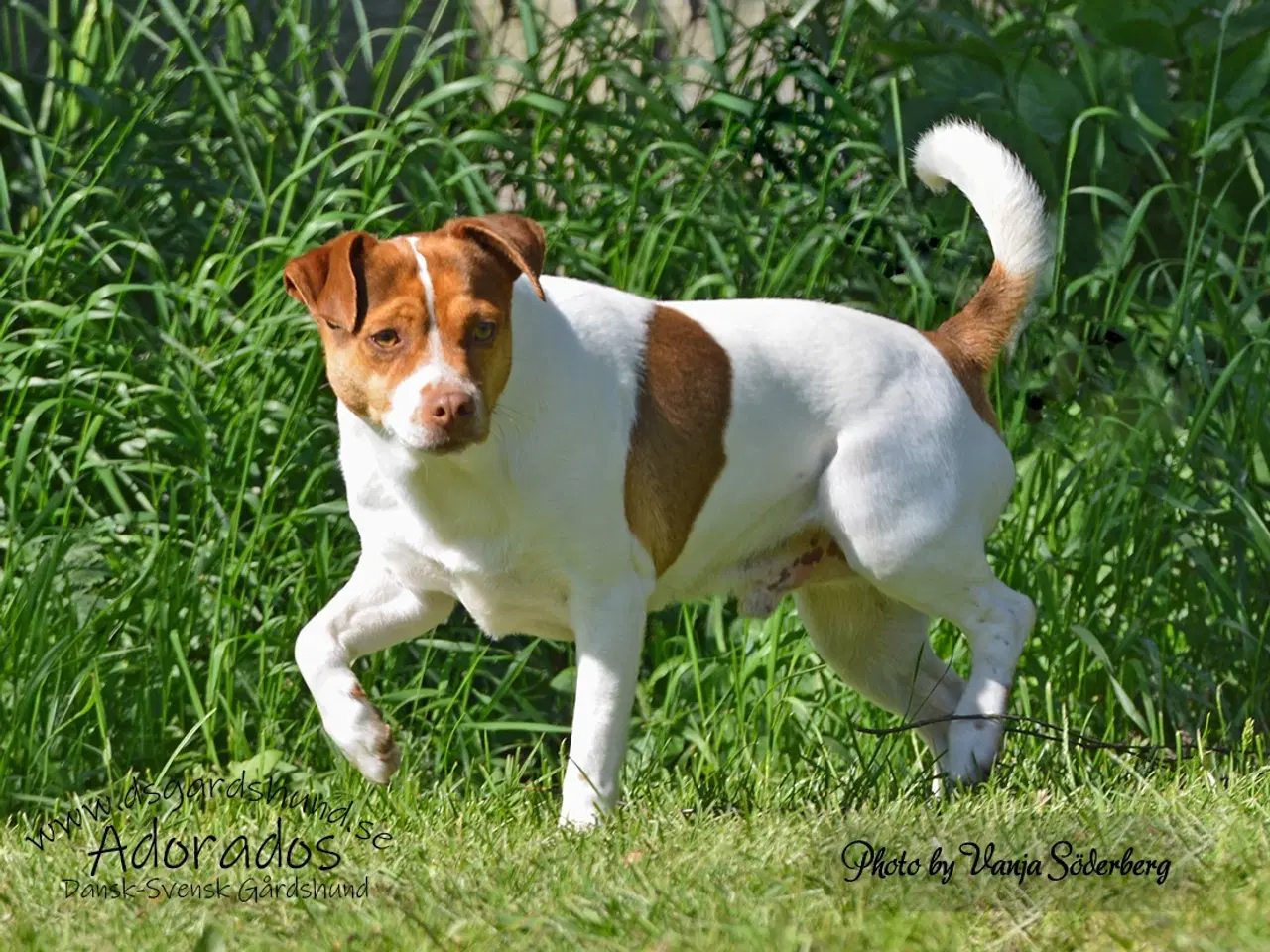 Billede 10 - Dansk Svensk Gårdhunde hvalpe