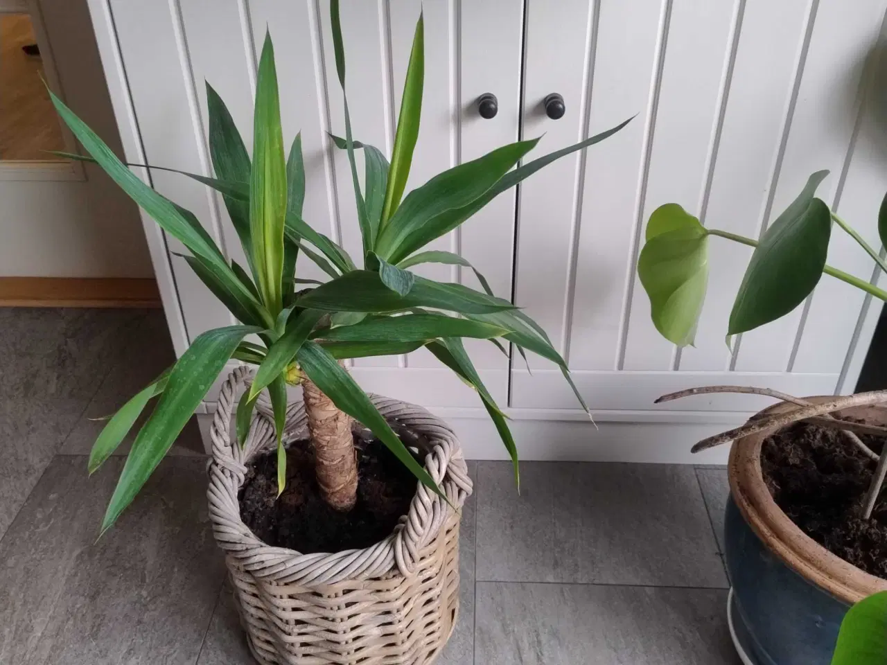 Billede 2 - Palme i flettet kurv