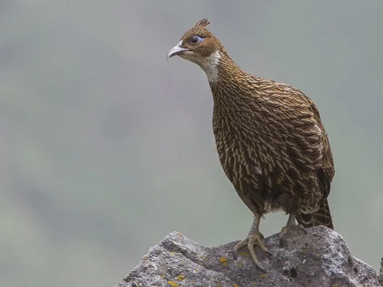 Billede 2 - Glansfasaner Høner fra 2025