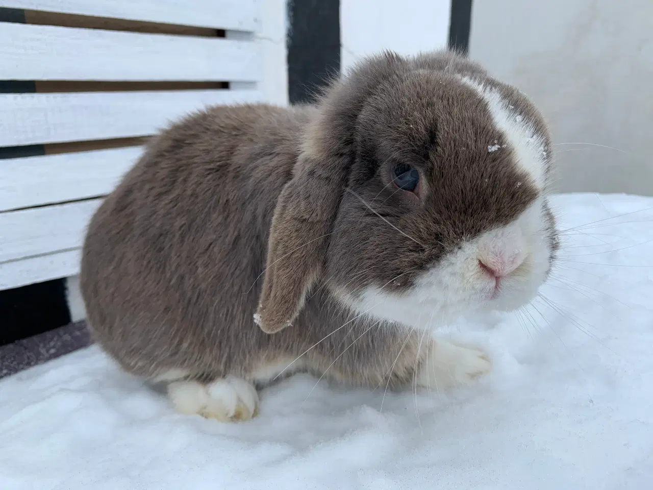 Billede 1 - Mini Lop han bor i haven