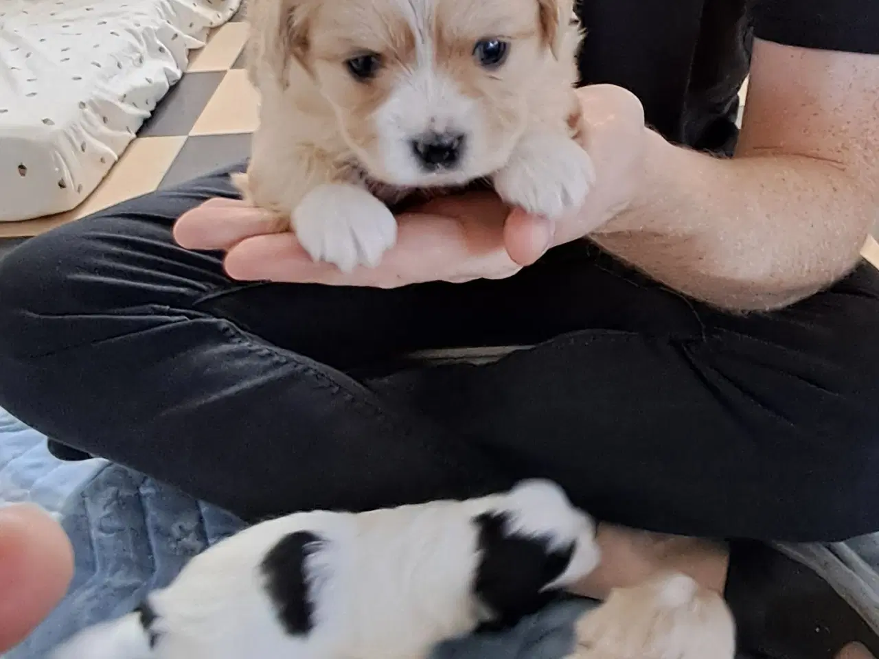 Billede 2 - Malteser blanding lille hund.
