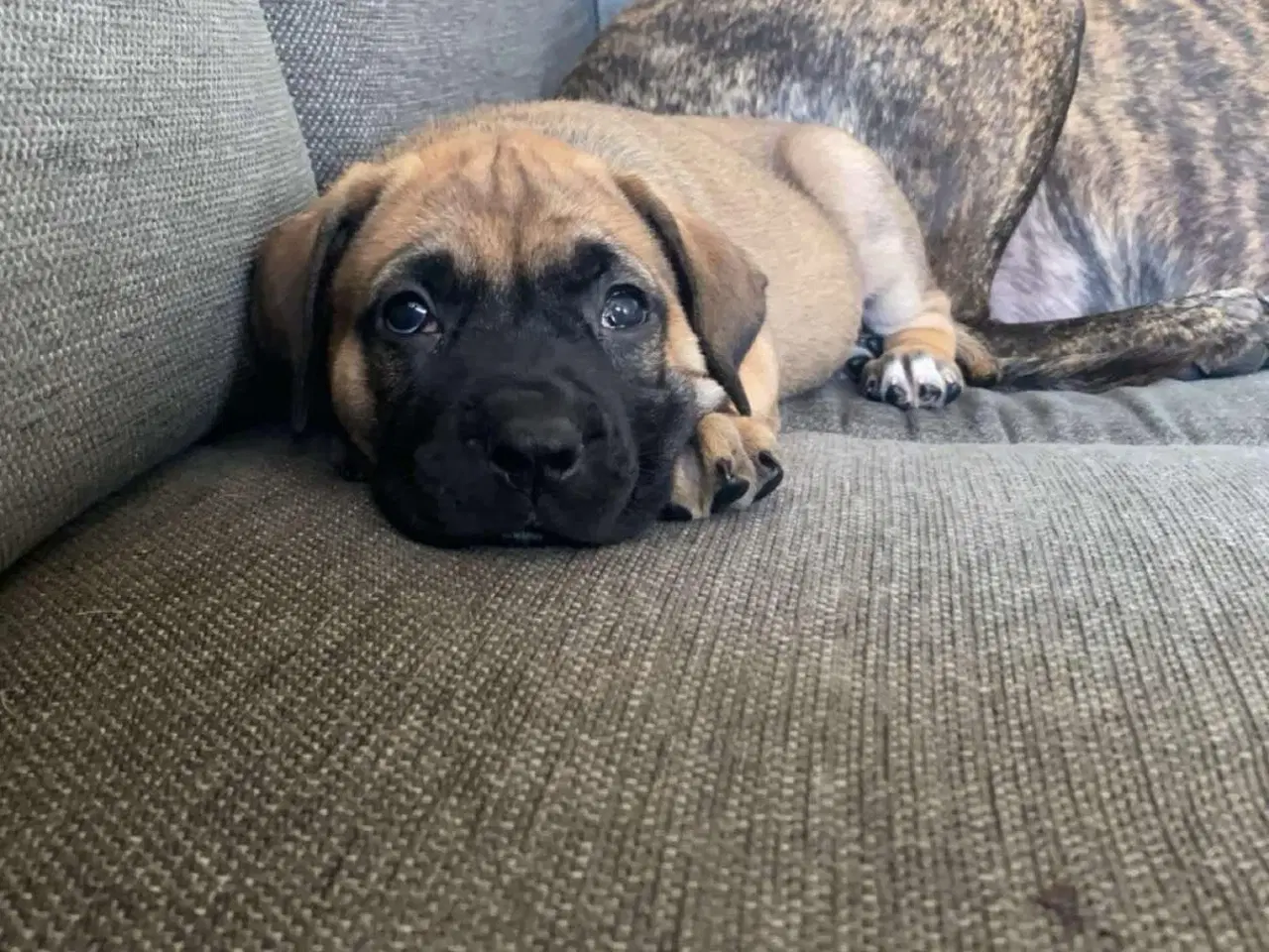 Billede 1 - Presa canario blandings hvalpe