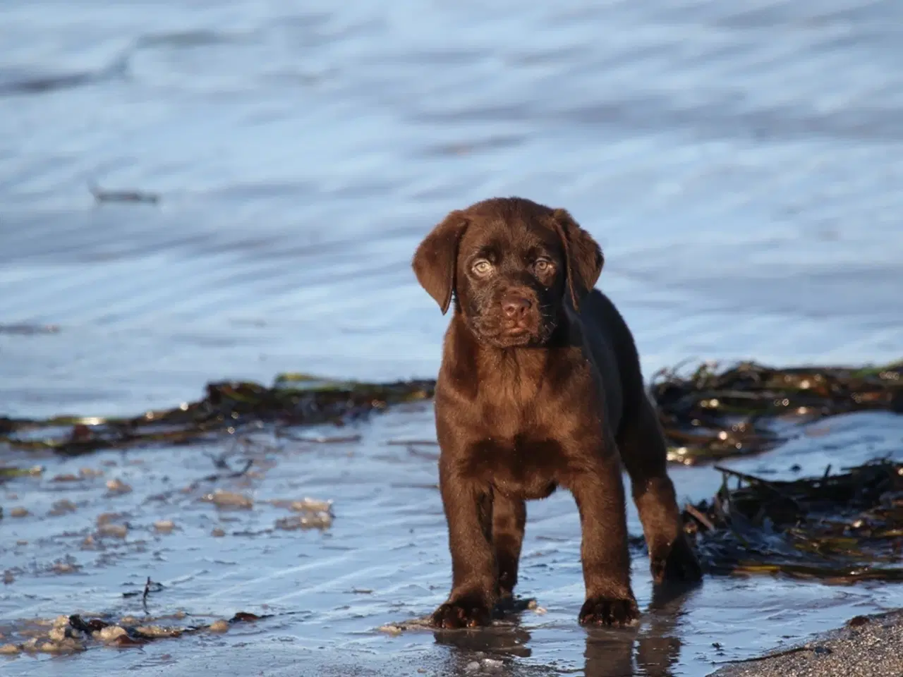 Billede 16 - Labrador