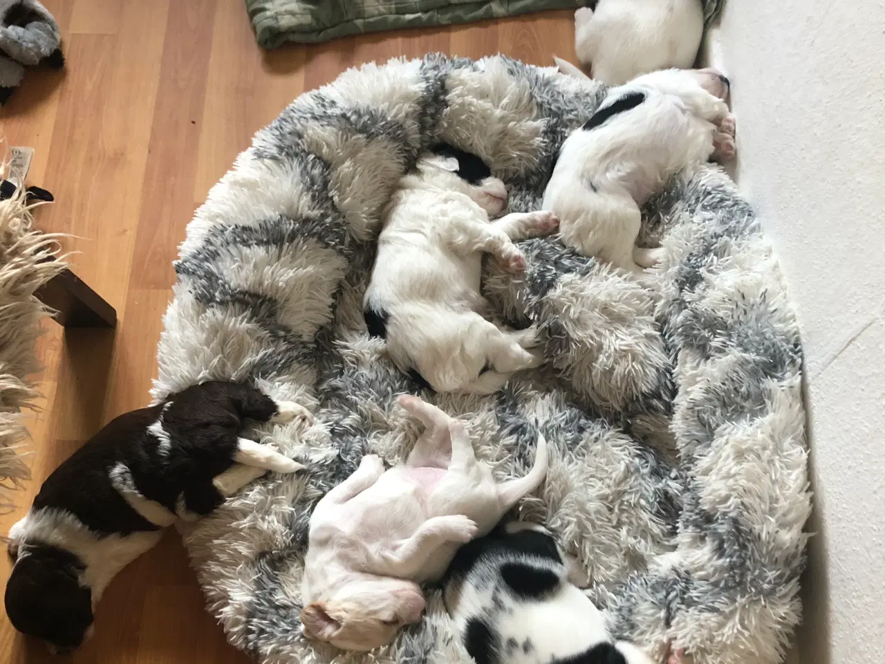 Billede 2 - Unikke blandings hundehvalpe
