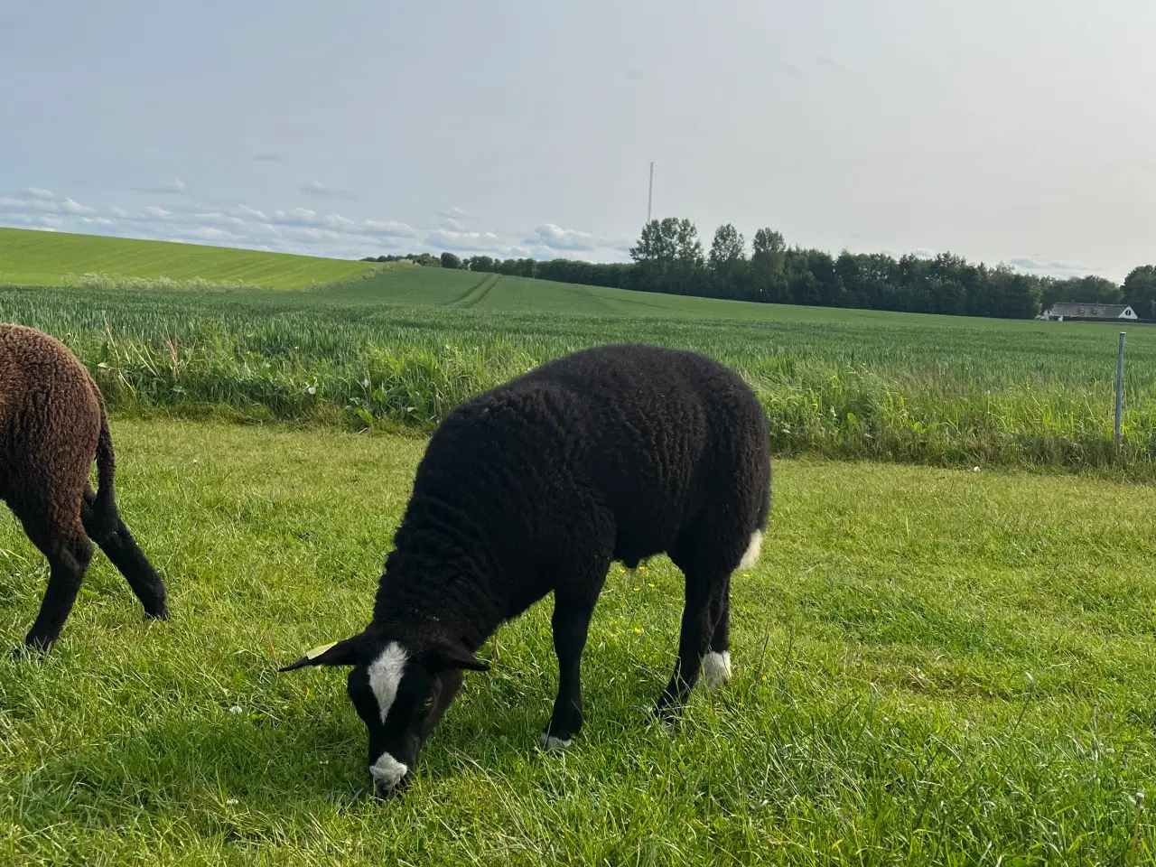 Billede 3 - Zwartbles/Texel krydsning, vædderlam