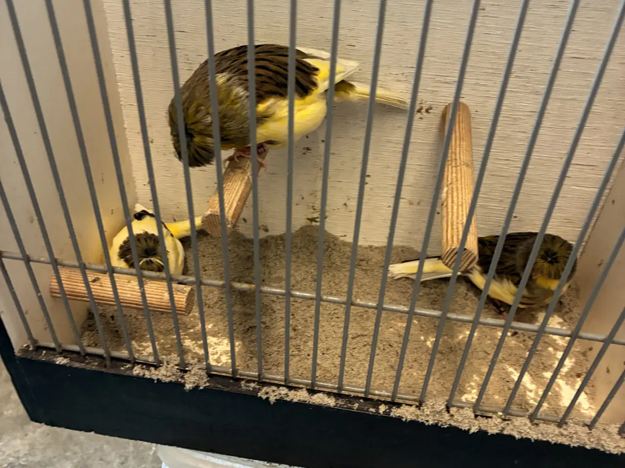 Billede 4 - Gloster kanarier
