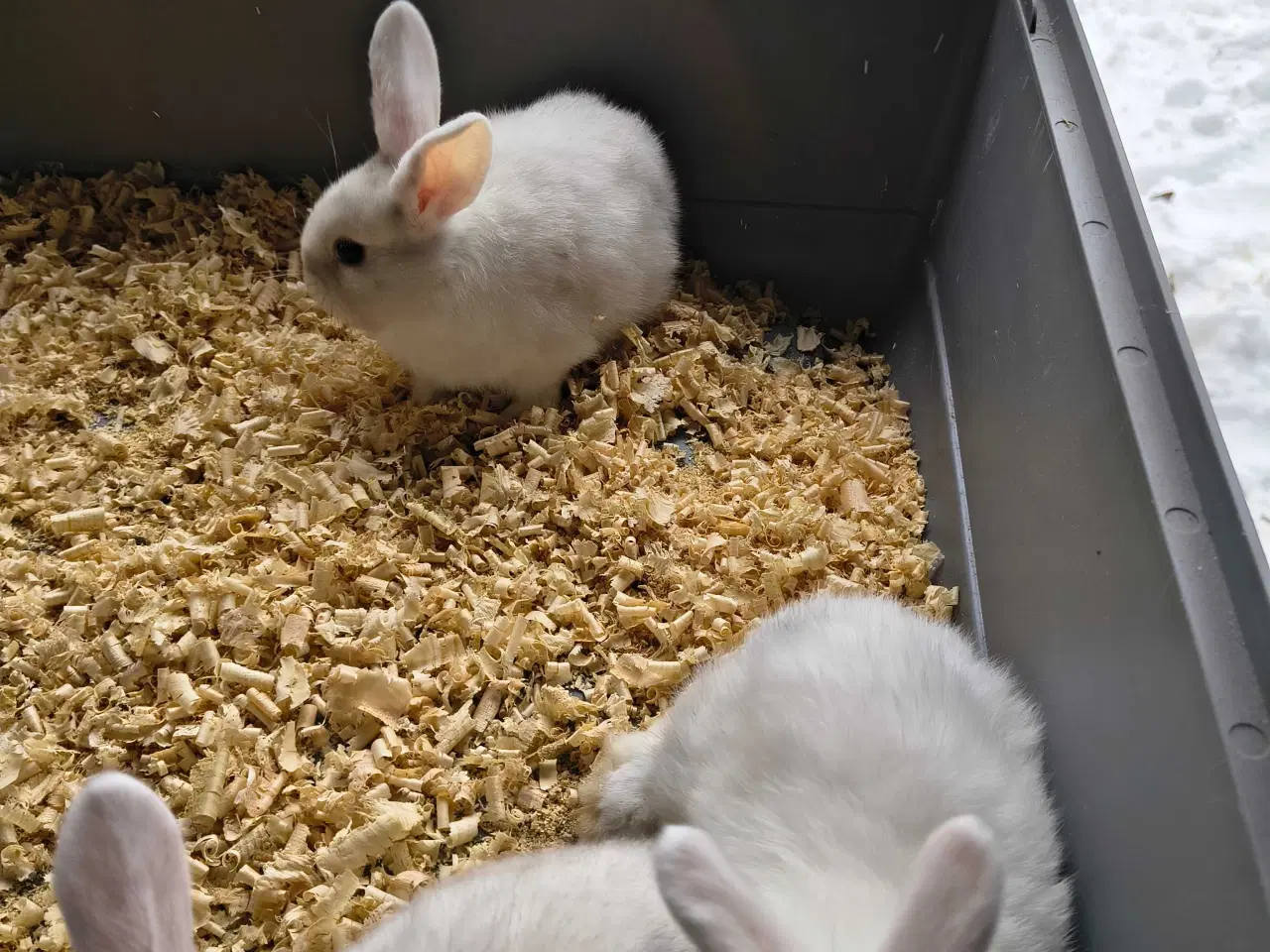 Billede 6 - Unger på 8 uger