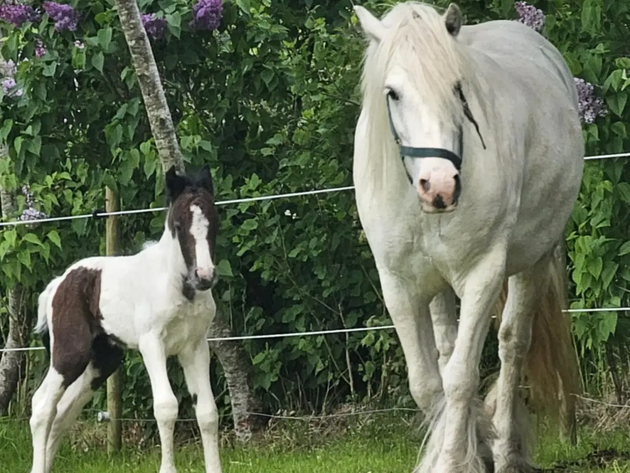 Billede 2 - Wales partbreed