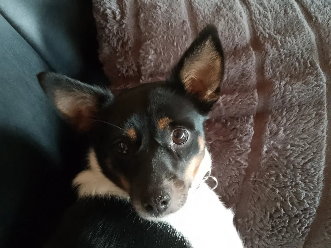 Billede 1 - Blandingshund Jack Russell og dansk svensk gårdhun