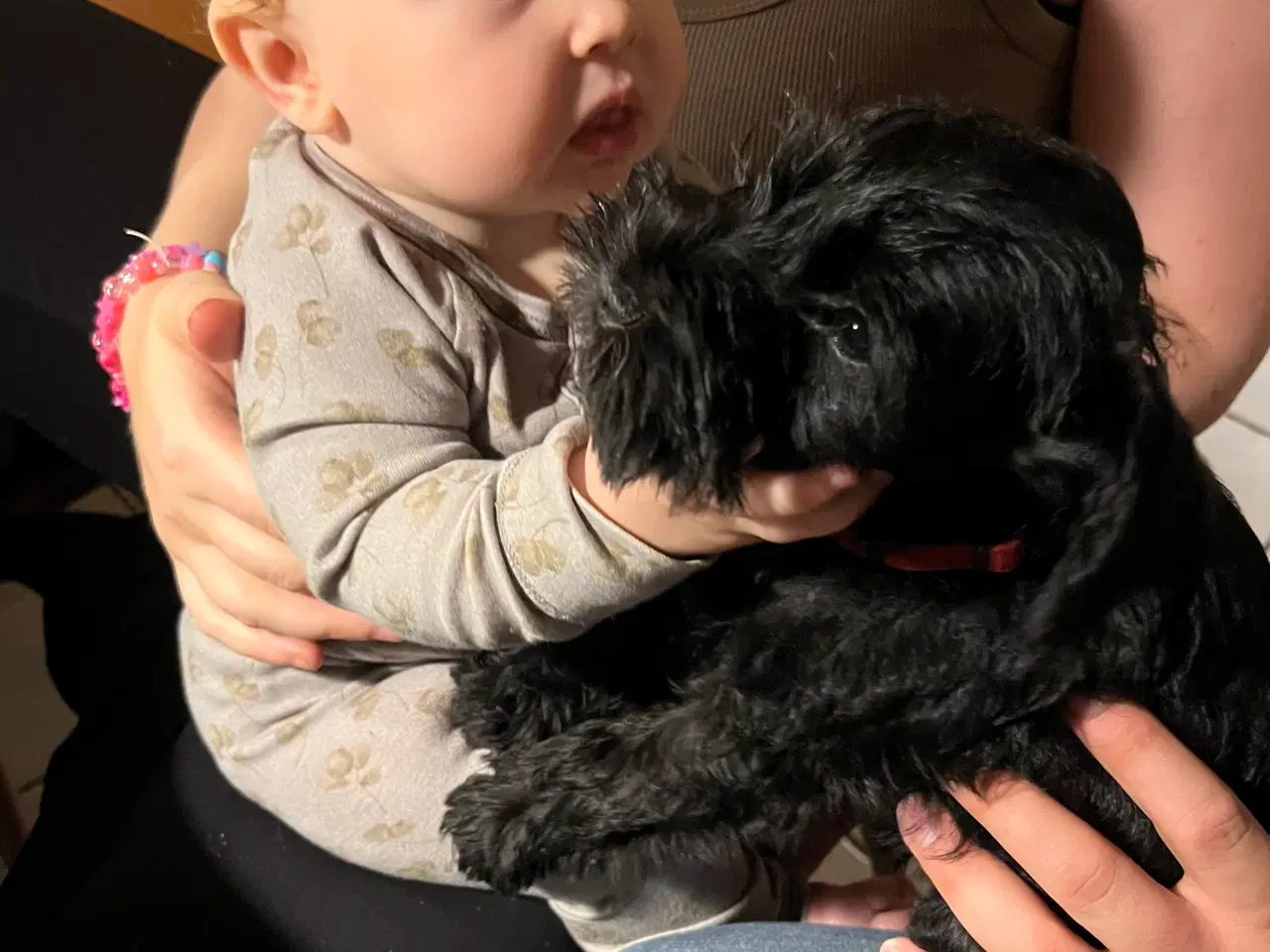 Billede 2 - Dværgschnauzer