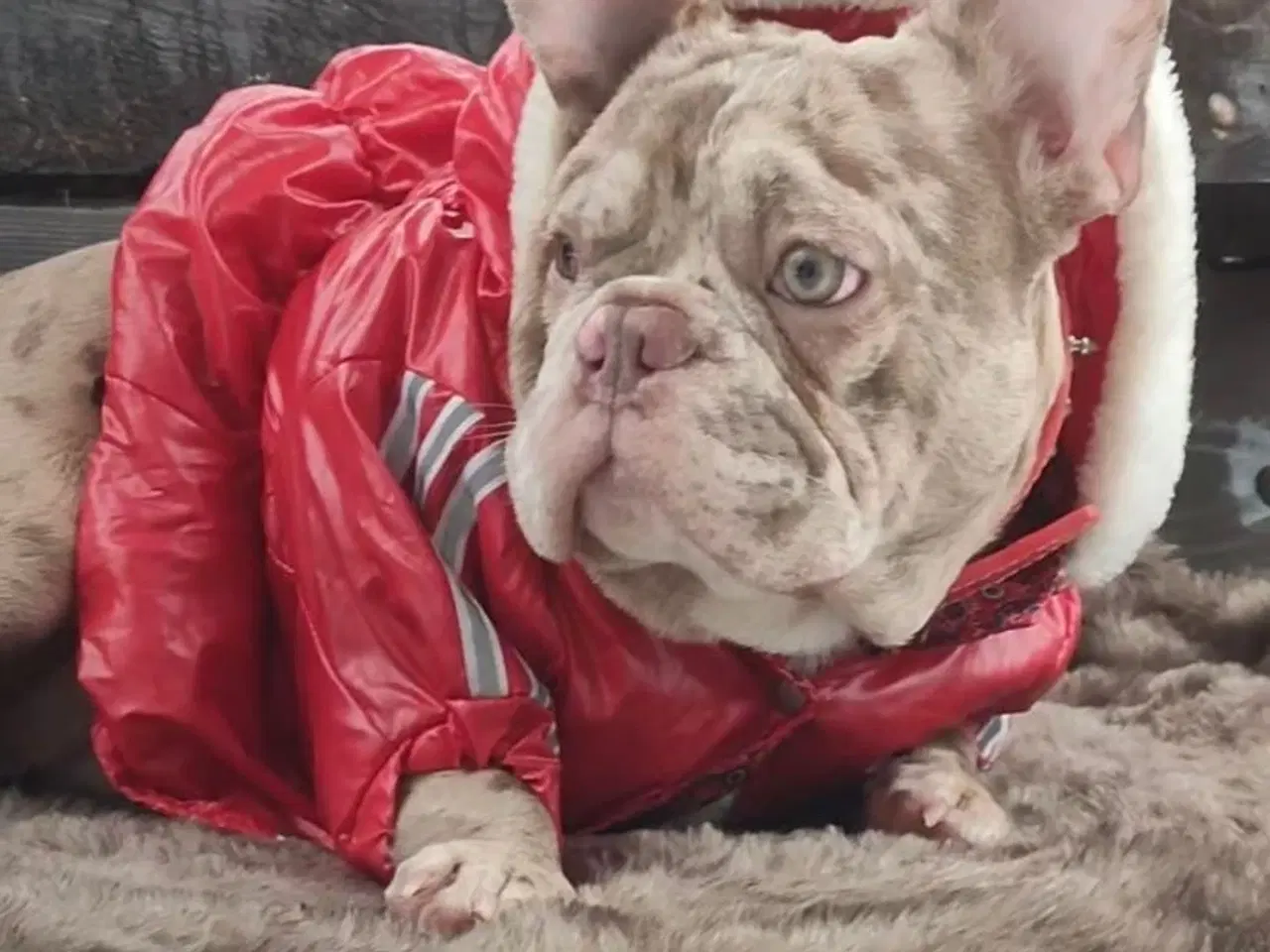 Billede 5 - Fransk bulldog