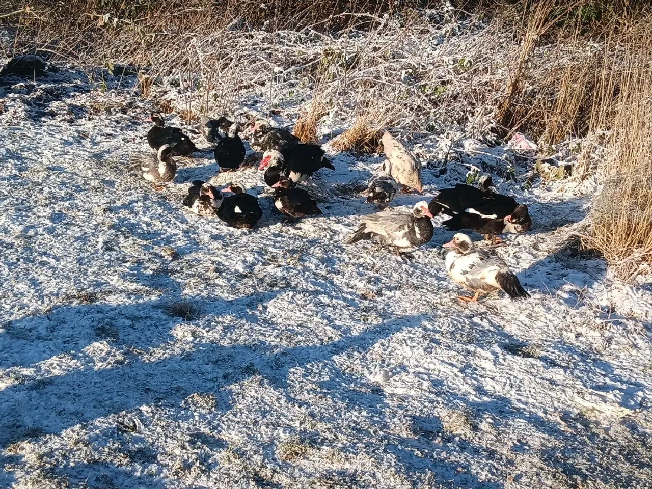 Billede 2 - Moskus ænder  og herre søger ny andedam 