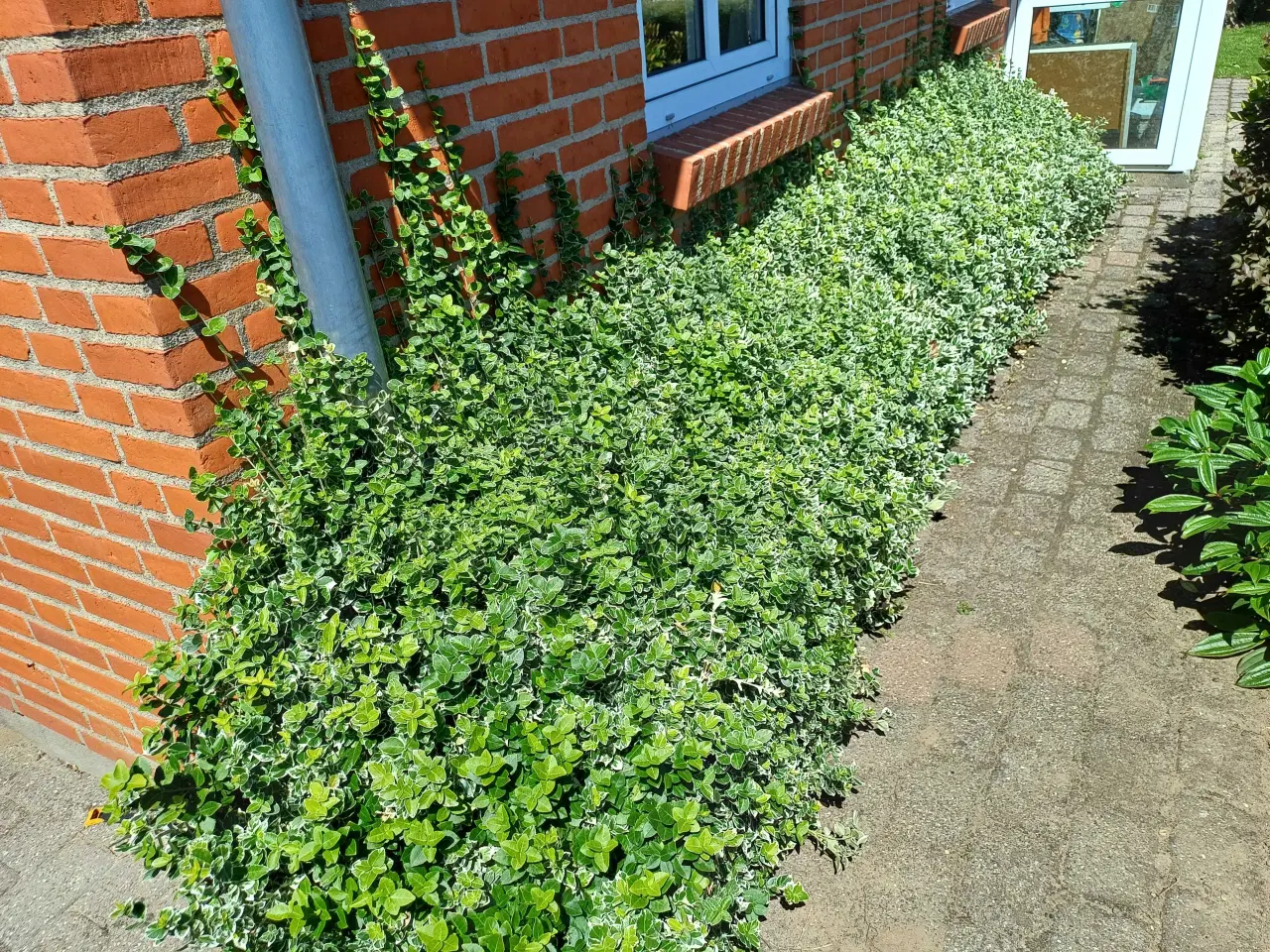 Billede 2 - Gratis Planter