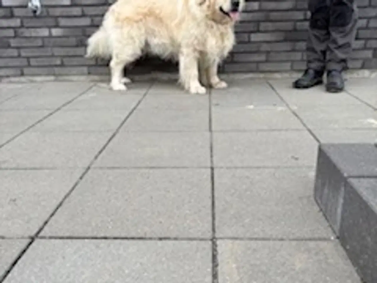 Billede 4 - Golden Retriever - Avlstjeneste