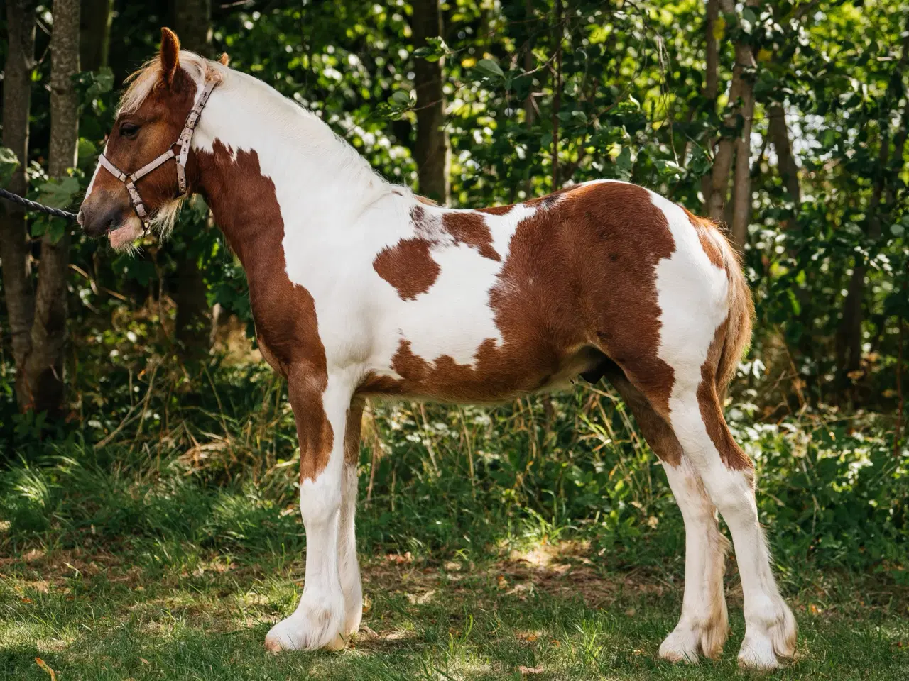 Billede 1 - Smukt Irish cob hingsteføl 