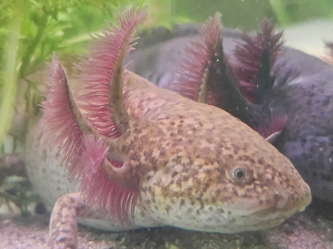 Billede 4 - Axolotl Avlsstamme 