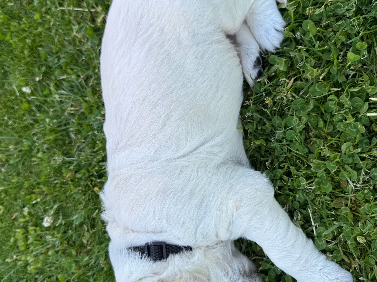 Billede 3 - Golden Retriever hvalpe 