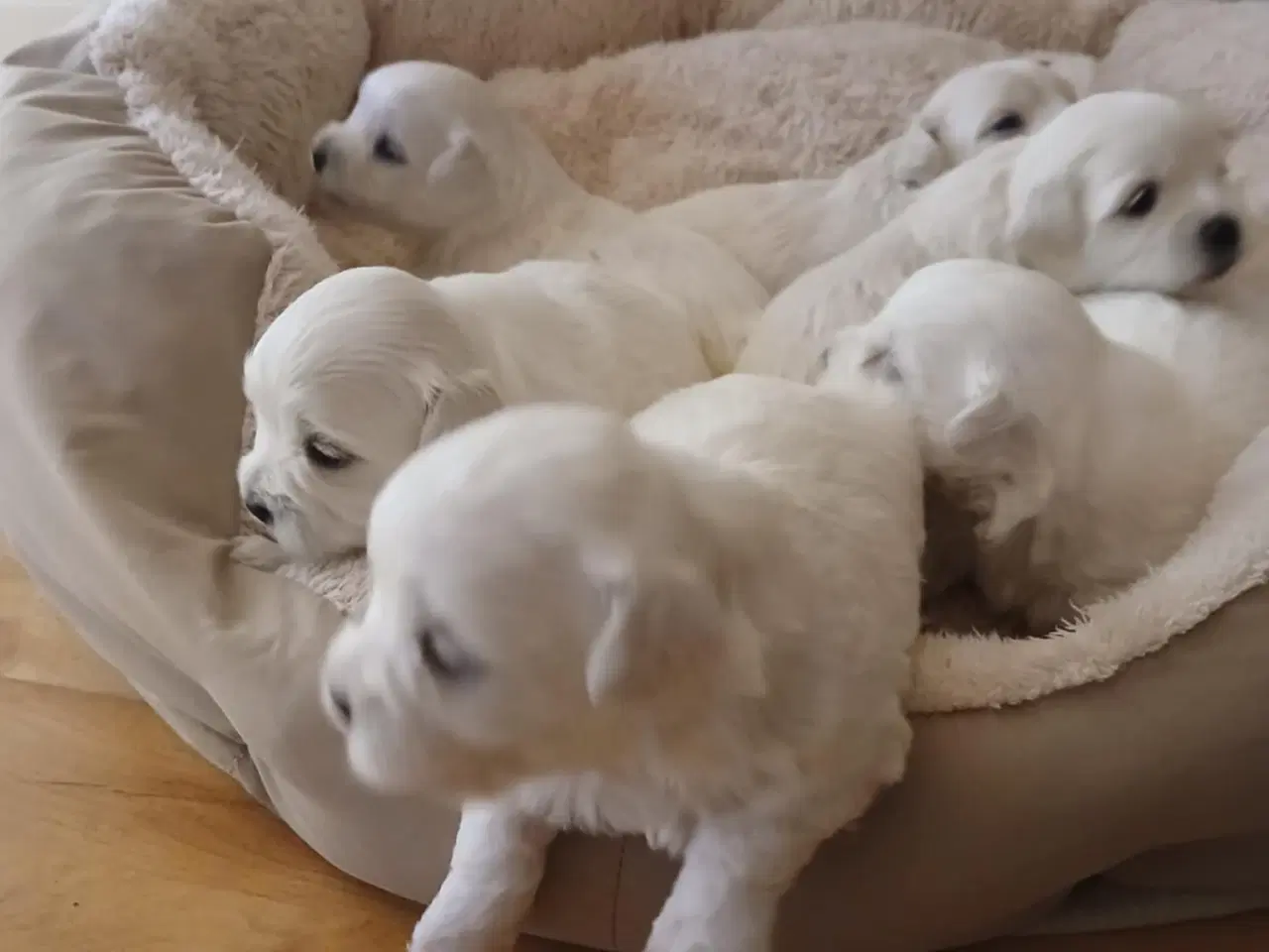 Billede 5 - Malteser hvalpe