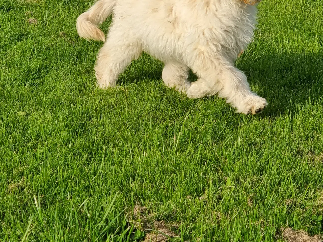 Billede 5 - skønheder Golden doodle hvalpe