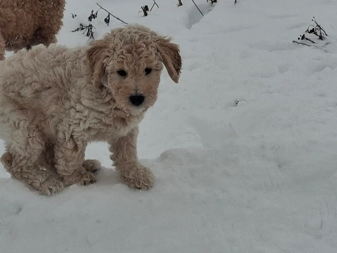 Billede 4 - Goldendoodle/ Labradoodle medium F2 