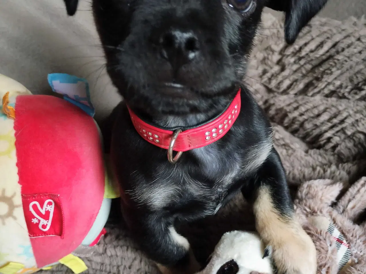 Billede 8 - Dejlige små race blandings hvalpe