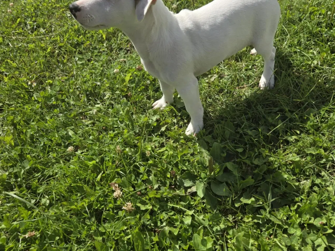 Billede 4 - Jack Russell Terrier 