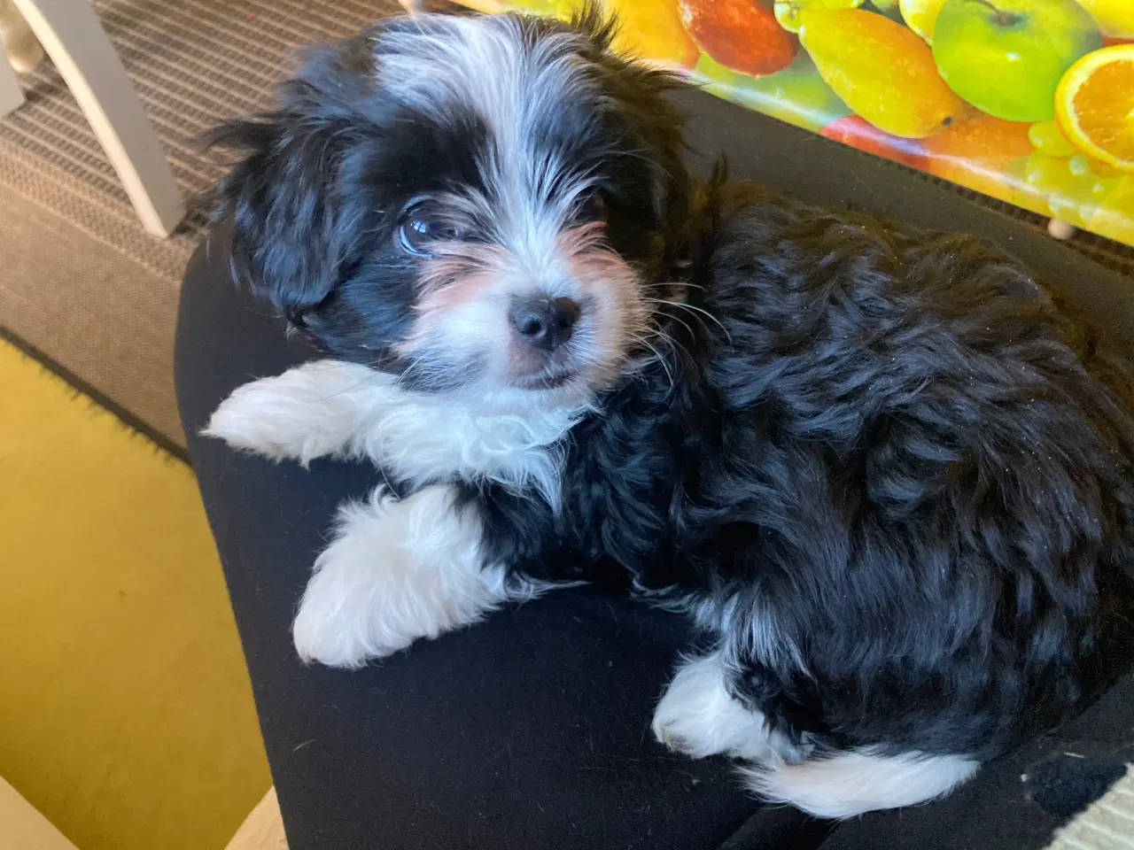 Billede 1 - Cavalier/Yorkshire terrier blanding 9 uger