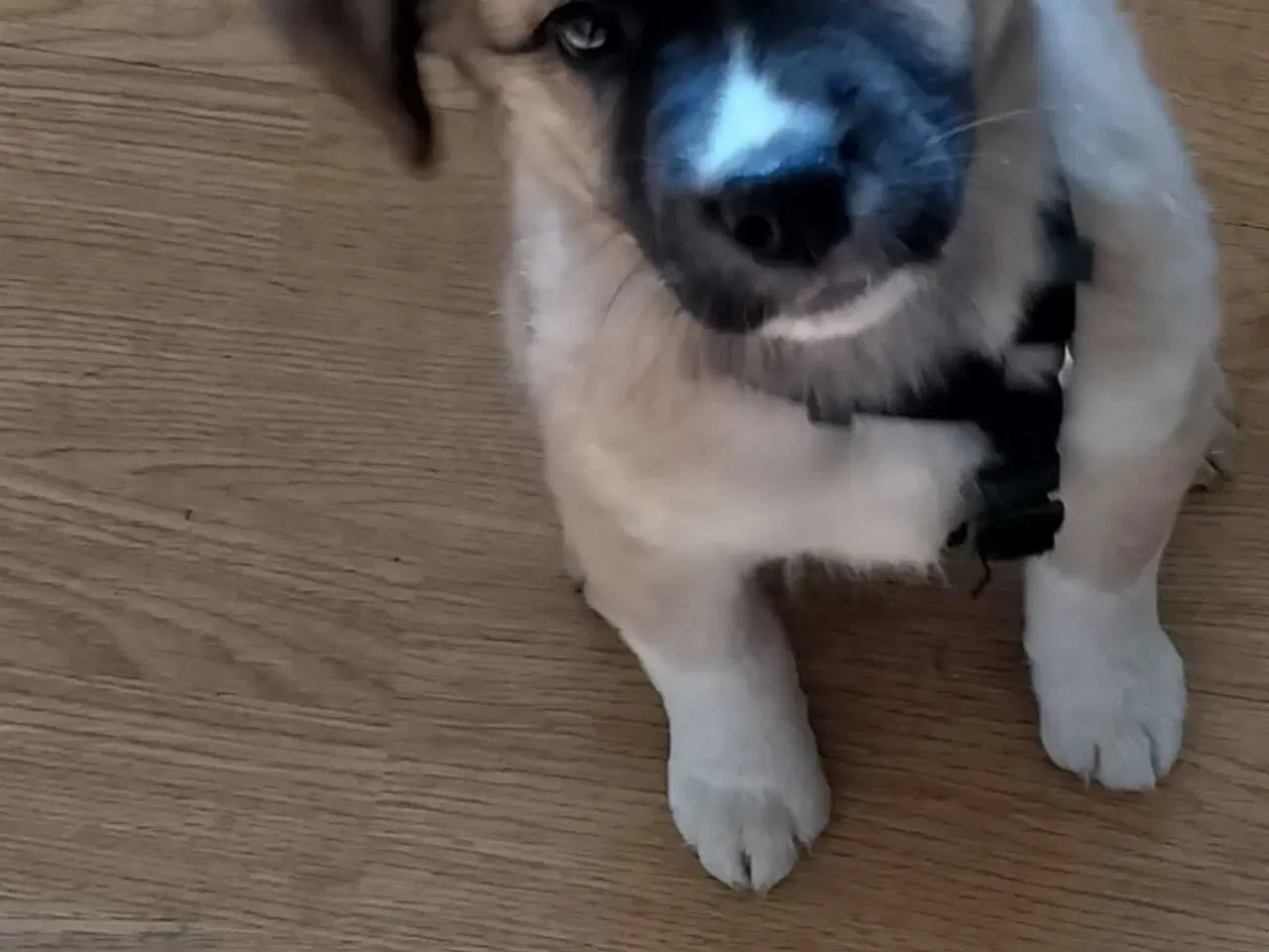 Billede 4 - Sød hundehvalp Freja 