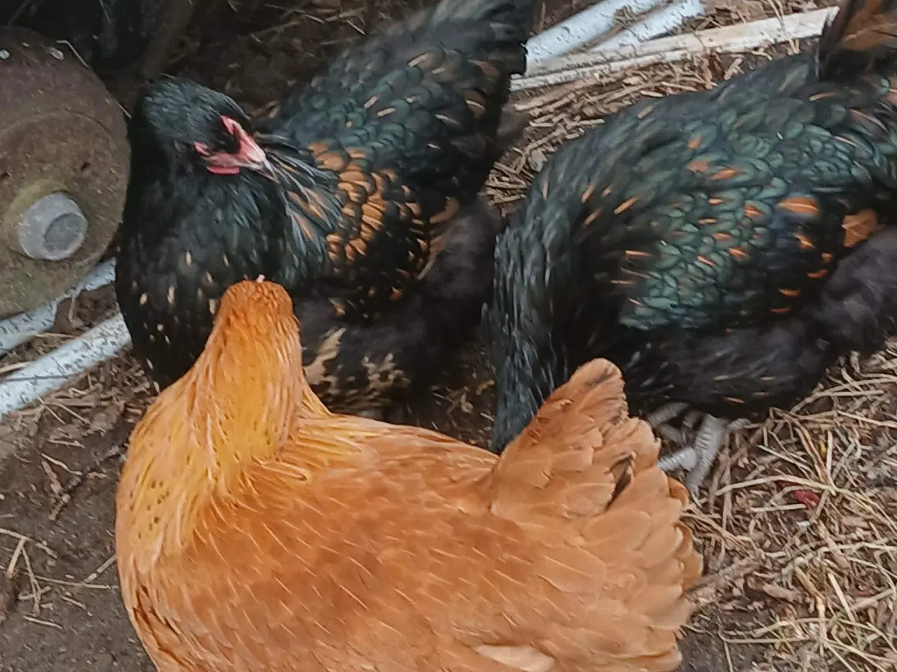 Billede 1 - Hønniker af store æglæggereø