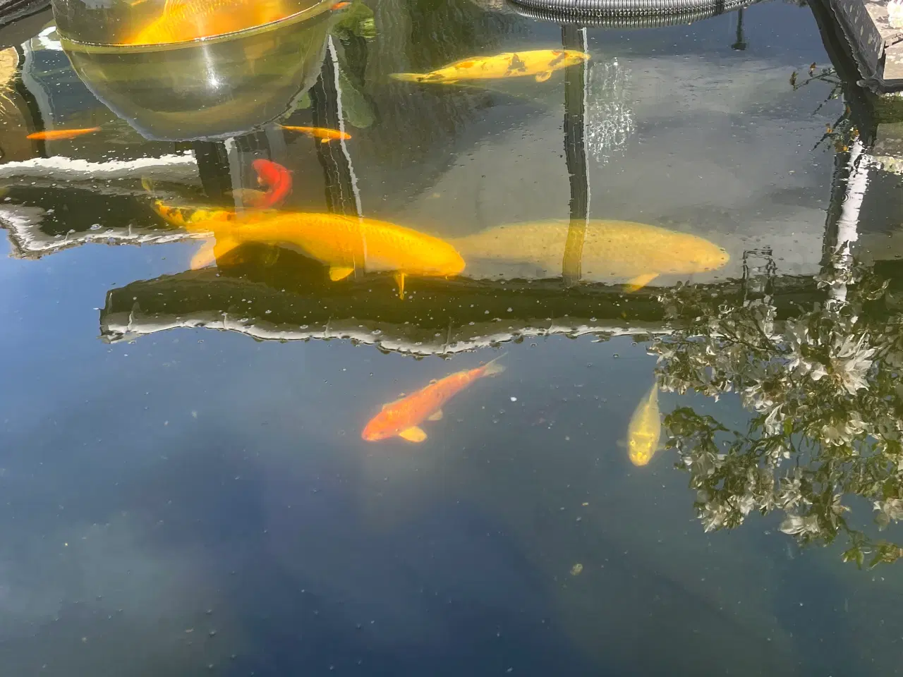 Billede 9 - Japanske koi karper 