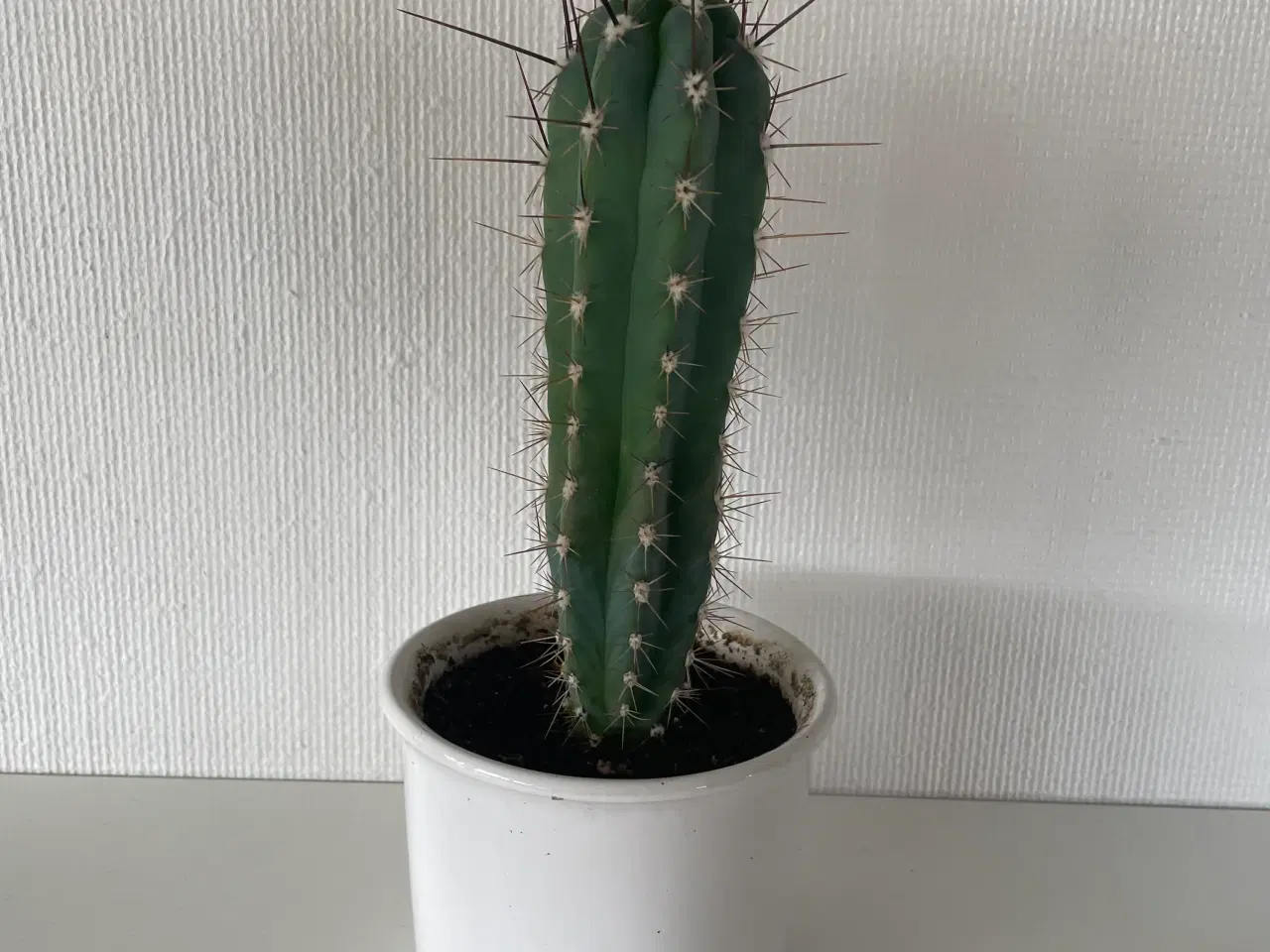 Billede 1 - Kaktus med skjuler 