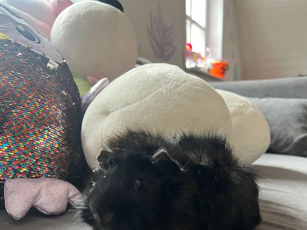 Billede 2 - 2 marsvin + bur