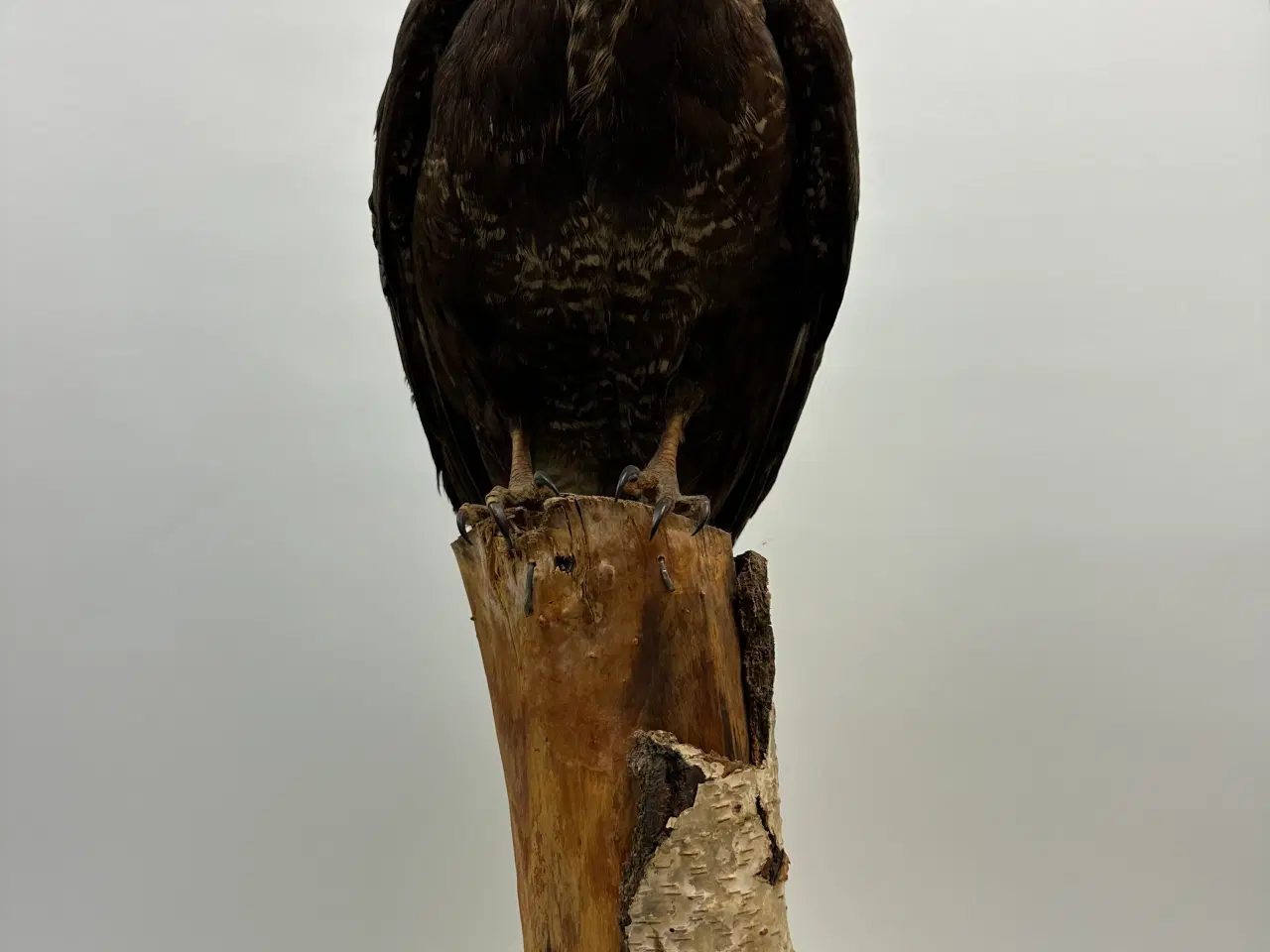 Billede 4 - Udstoppet Musvåge