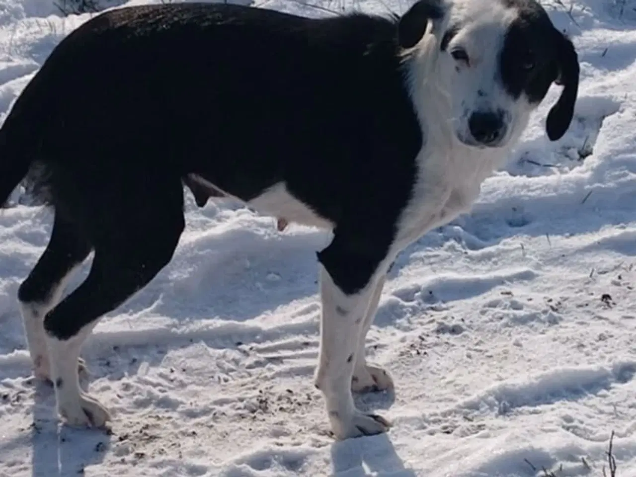 Billede 9 - Sødeste Frigg søger sit eget hjem