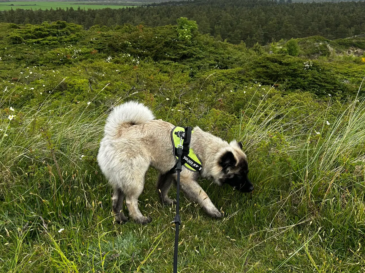 Billede 6 - Euraiser 1 år