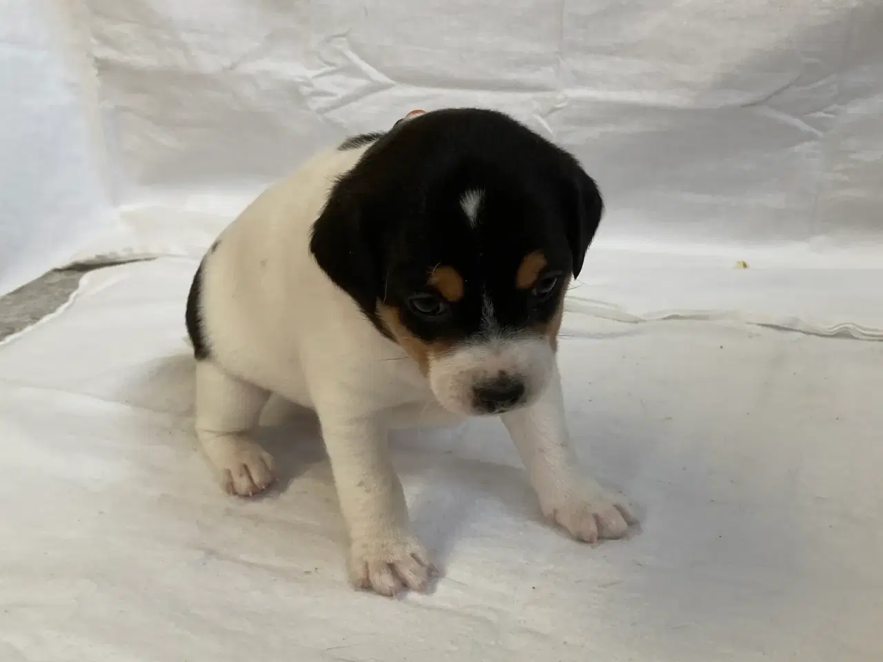 Billede 4 - Dansksvensk gårdhundehvalpe
