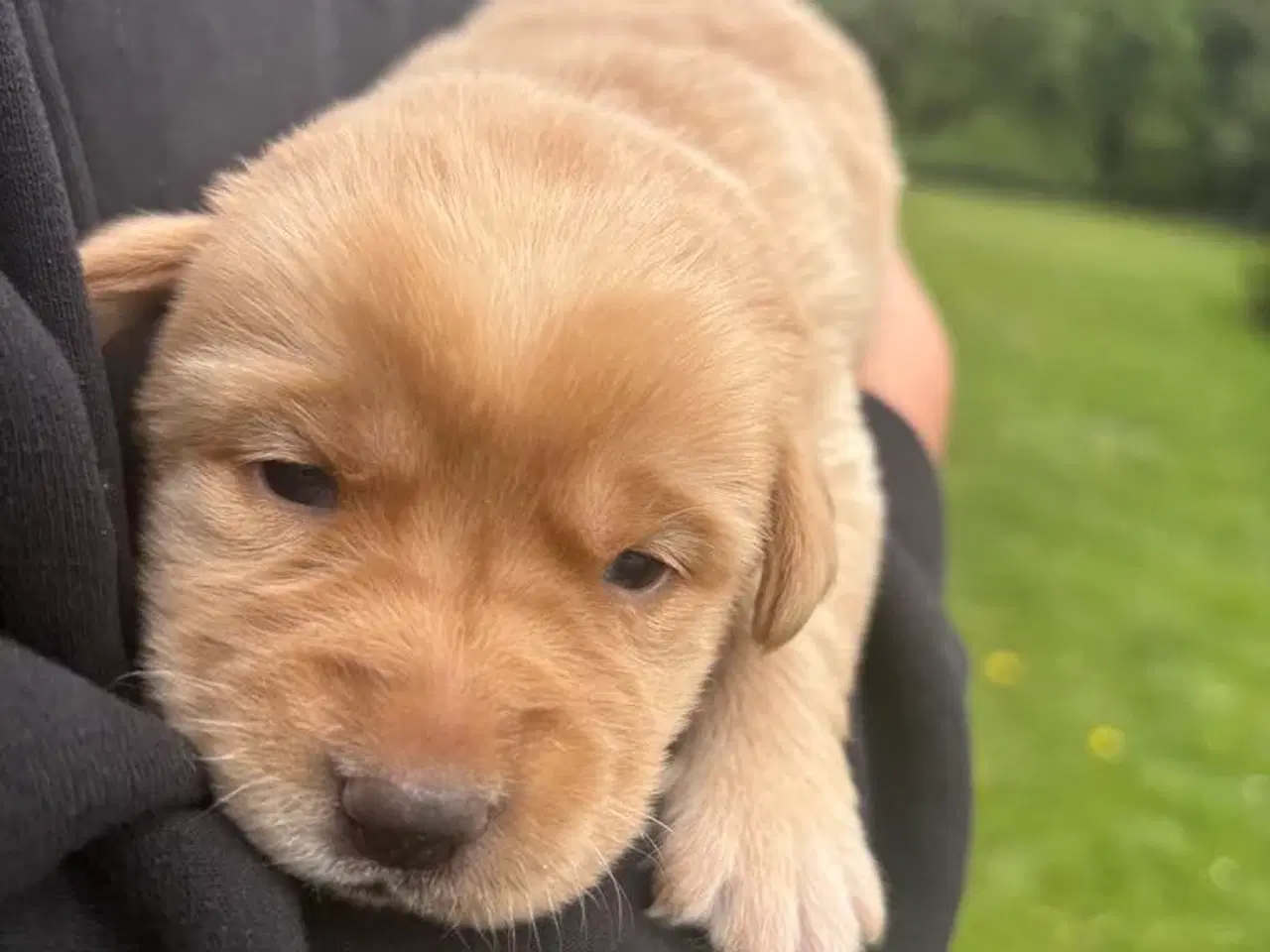 Billede 2 - Skønne Labradorhvalpe sælges