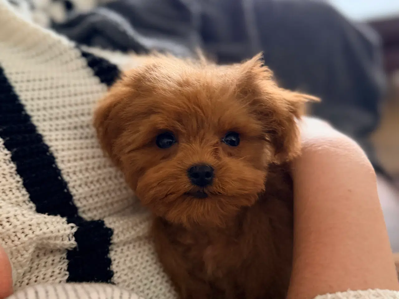 Billede 1 - Maltipoo