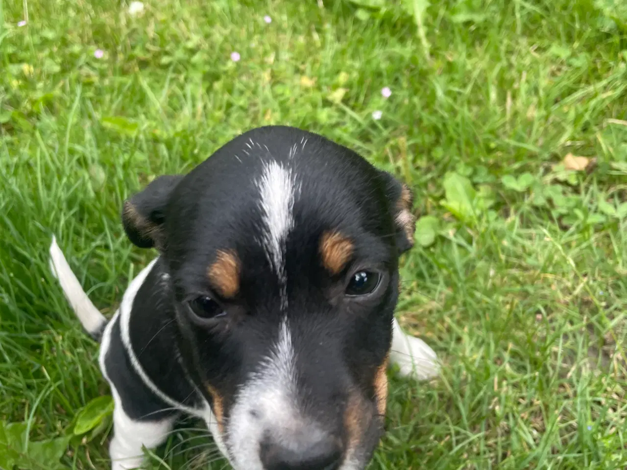 Billede 3 - Dansk svensk gårdhund hvalpe