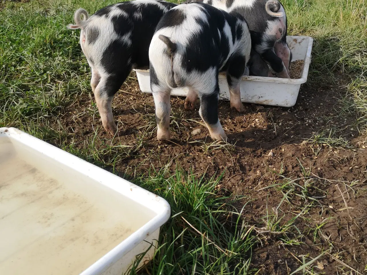 Billede 7 - Sortbroget Dansk Landrace