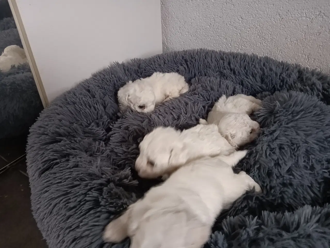 Billede 3 - Bichon Frise, hvalpe, 10 uger